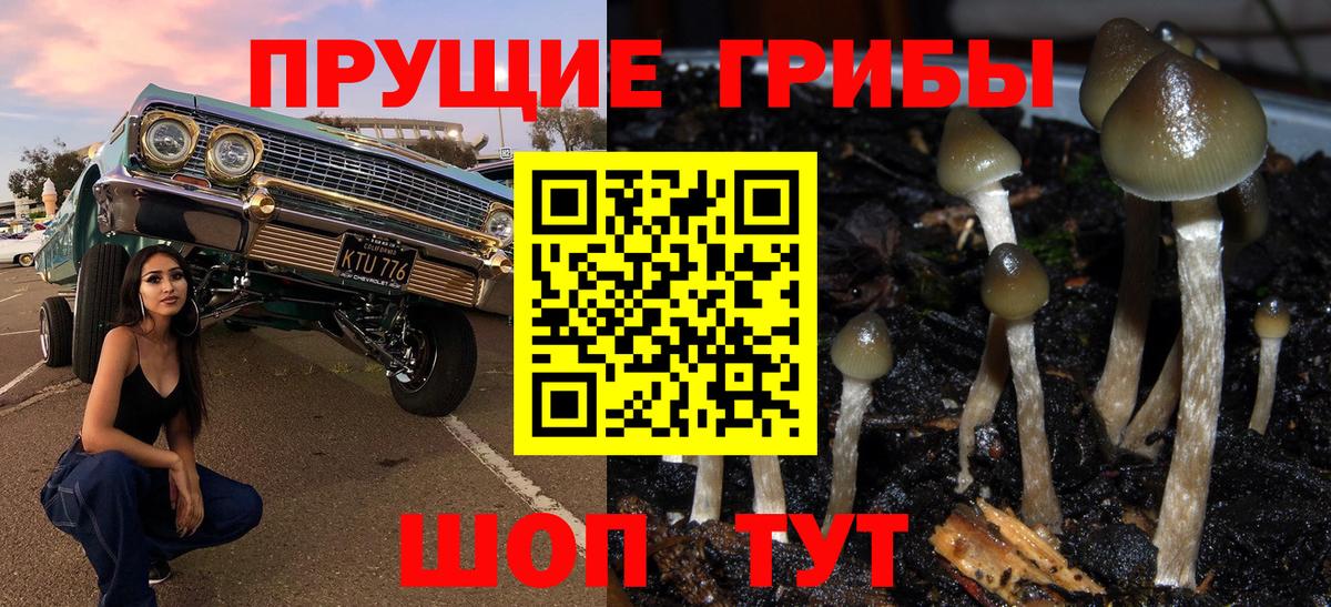 Псилоцибиновые грибы GOLDEN TEACHER Славгород